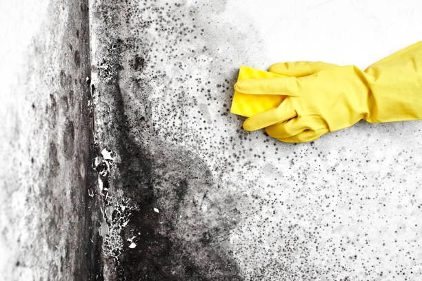 Best Basement Mold Remediation in Cherryville, NC