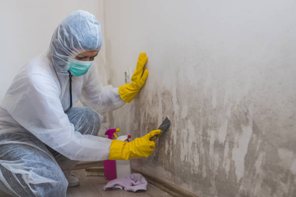 Trusted Cherryville, NC Mold Remediation Experts
