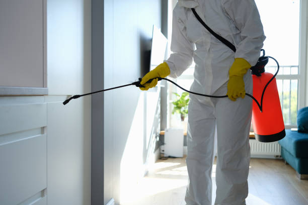 Best Black Mold Remediation in Cherryville, NC