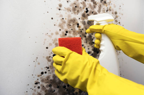 Best Mold Remediation for Specific Building Types in Cherryville, NC