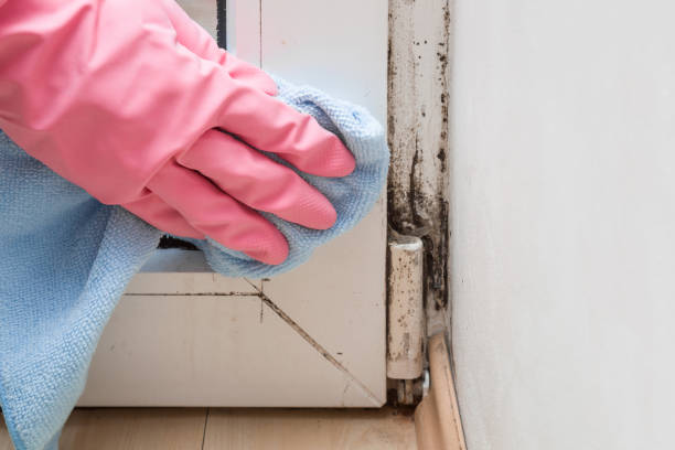  Cherryville, NC Mold Removal Pros